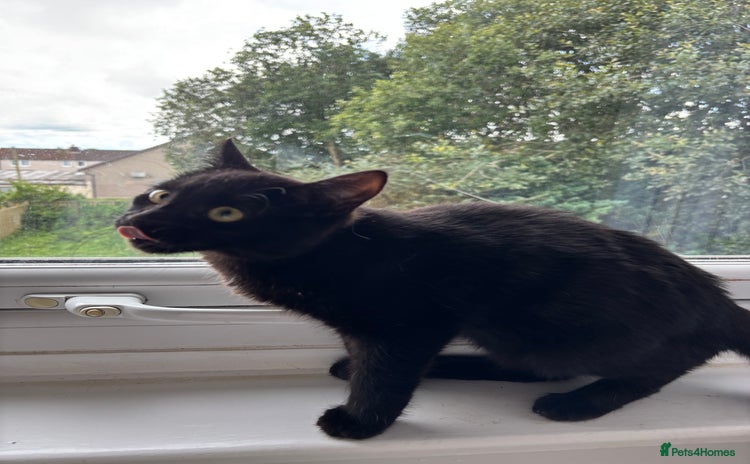 Mixed Breed cats - Advert 10