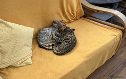 Bengal cats for sale: Bengal kitten for rehoming  - Image 7