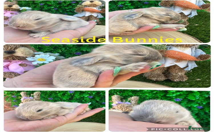 Mini Lop rabbits - Advert 14