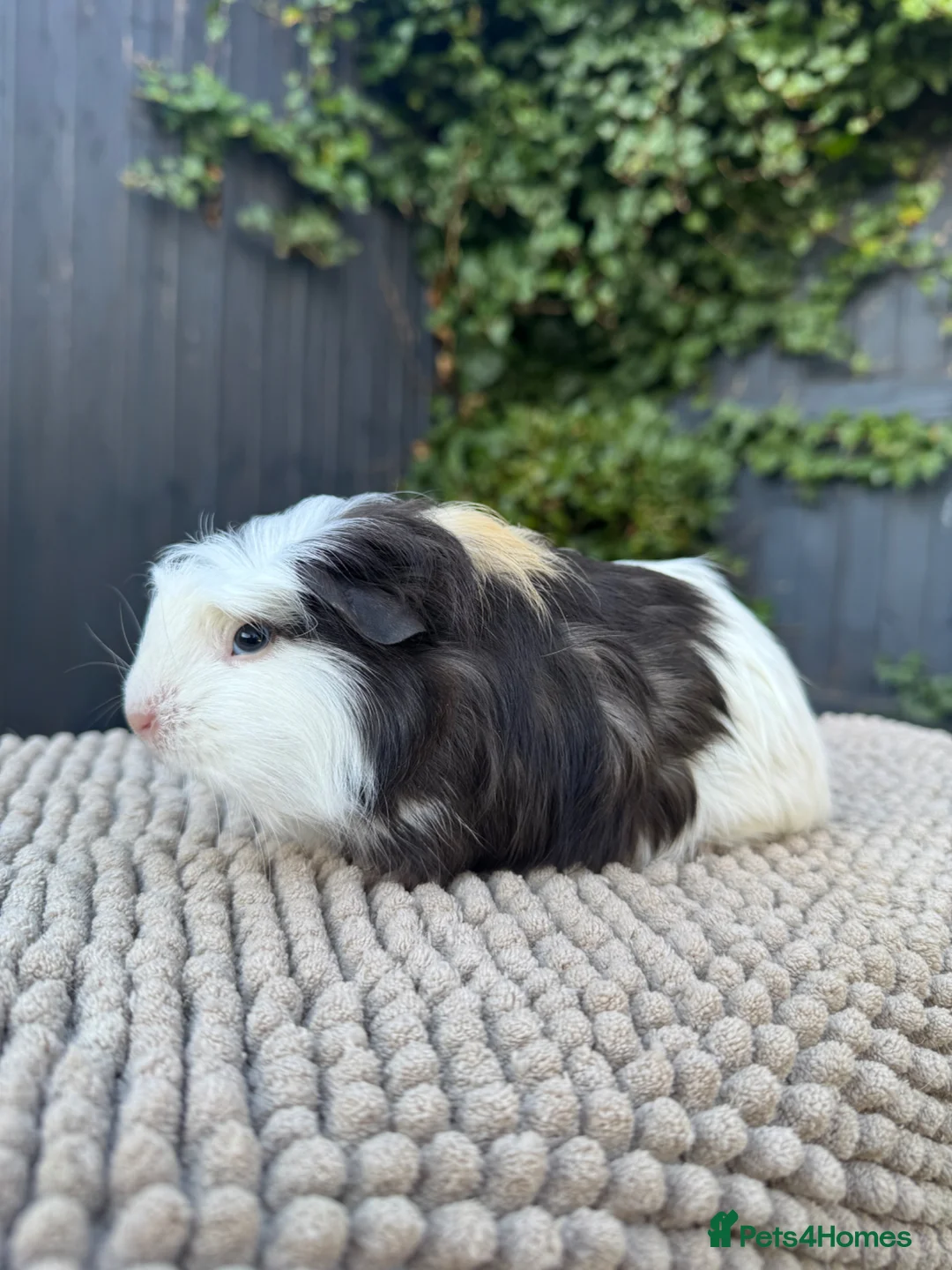 Guinea Pig rodents for sale: Bonded Boy Pigs - Advert 1