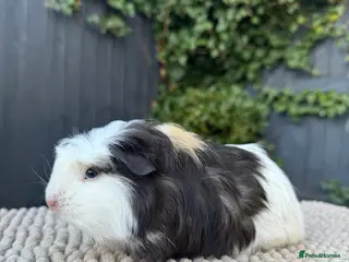 Guinea Pig rodents Bonded Boy Pigs - Advert 1