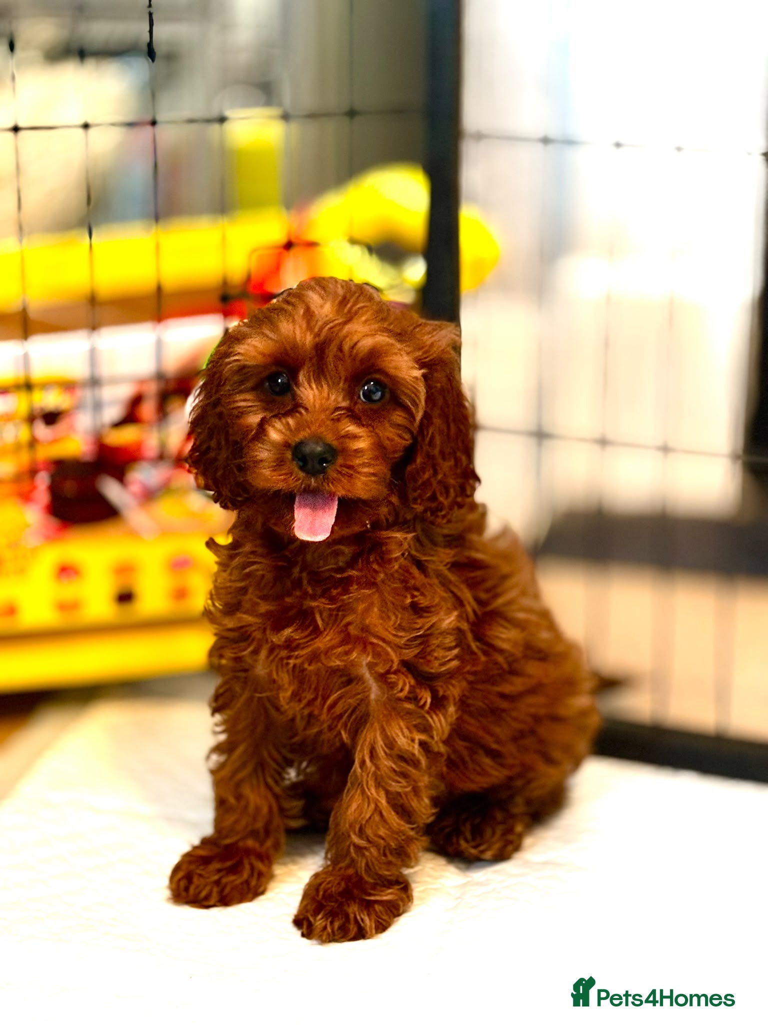 Cavapoo dogs F1 beautiful red cavapoo puppies Family raised - Advert 2
