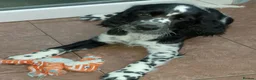 English Springer Spaniel dogs for sale: Show Type English Springers  in Bridlington - Advert 1