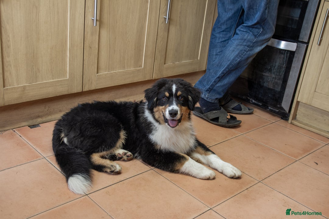 Australian Shepherd dogs for sale: Black Tri Aussie Boy in Abingdon - Image 3