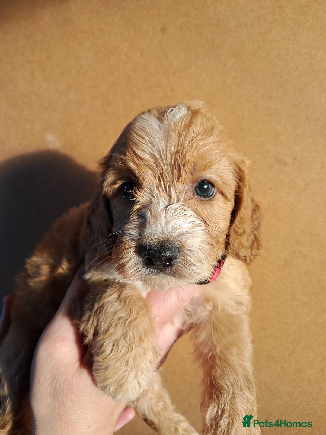 Cockapoo dogs for sale: Beautiful F1 Cockapoo puppies - Image 20
