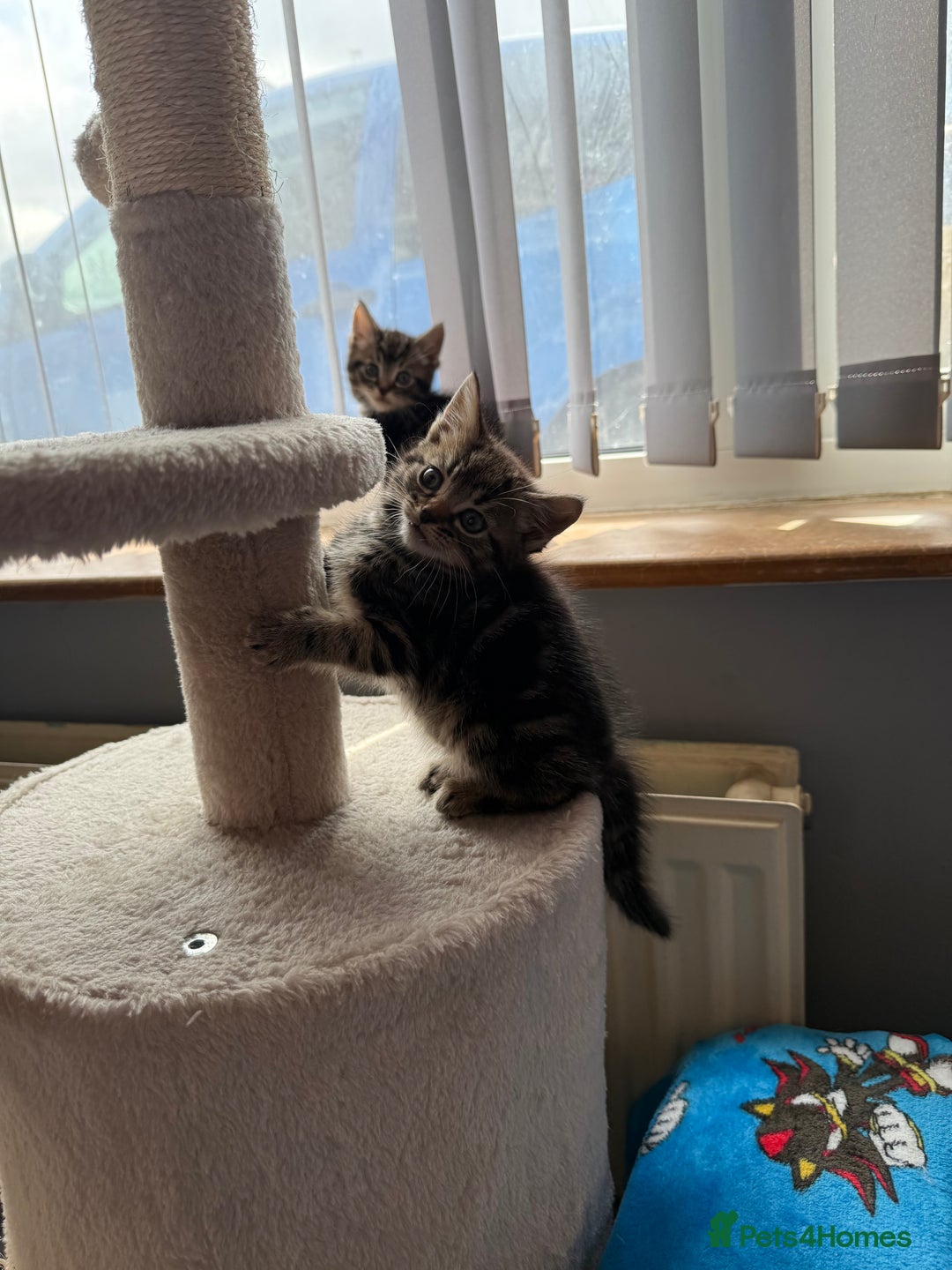 Mixed Breed cats for sale: 3 tabby kittens for sale  - Image 9