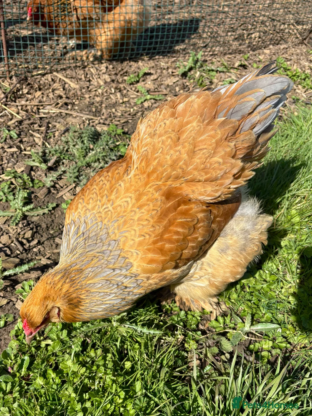 Chickens poultry for sale: Brahma Large Fowl Hens 8 Months Old - Advert 2