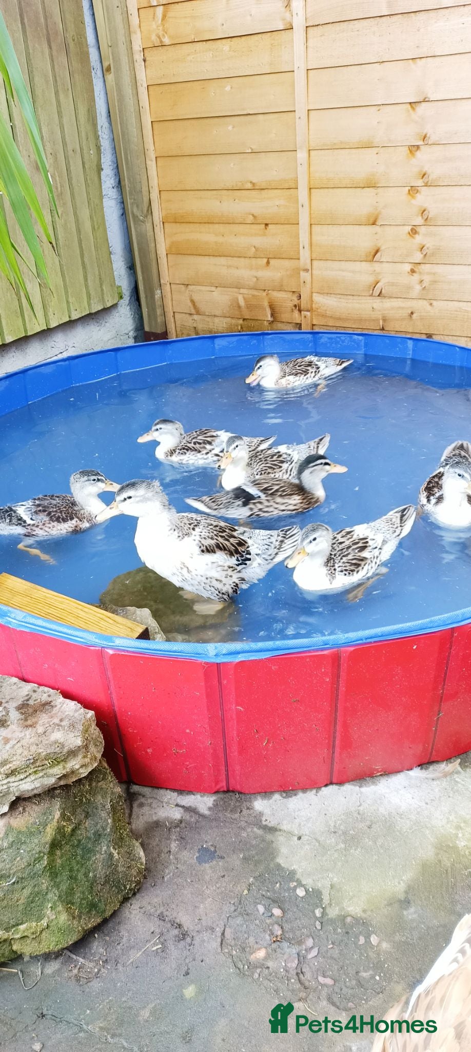 Ducks poultry Beautiful Miniature Appleyard Ducks  - Advert 1