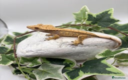 Gecko reptiles for sale: Extreme harliquin  - Image 5