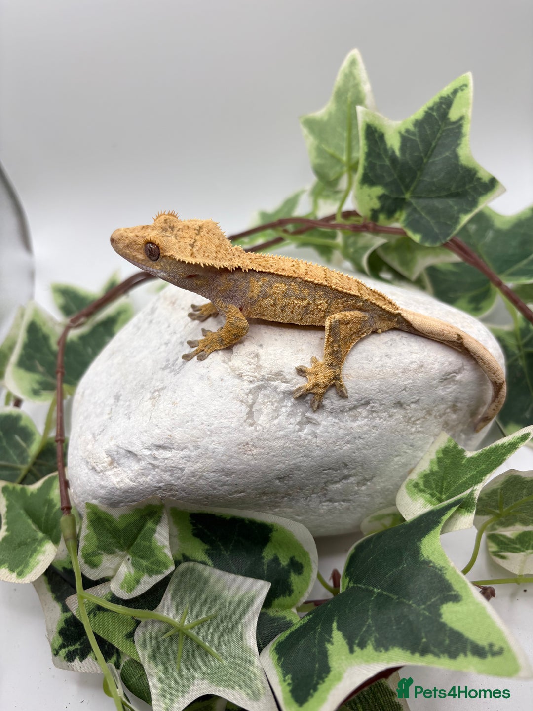 Gecko reptiles for sale: Extreme harliquin  - Image 5