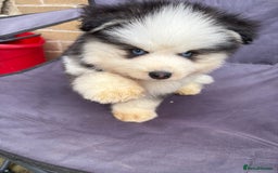 Pomsky dogs for sale: Champion bloodline f4 pomskys - Image 1
