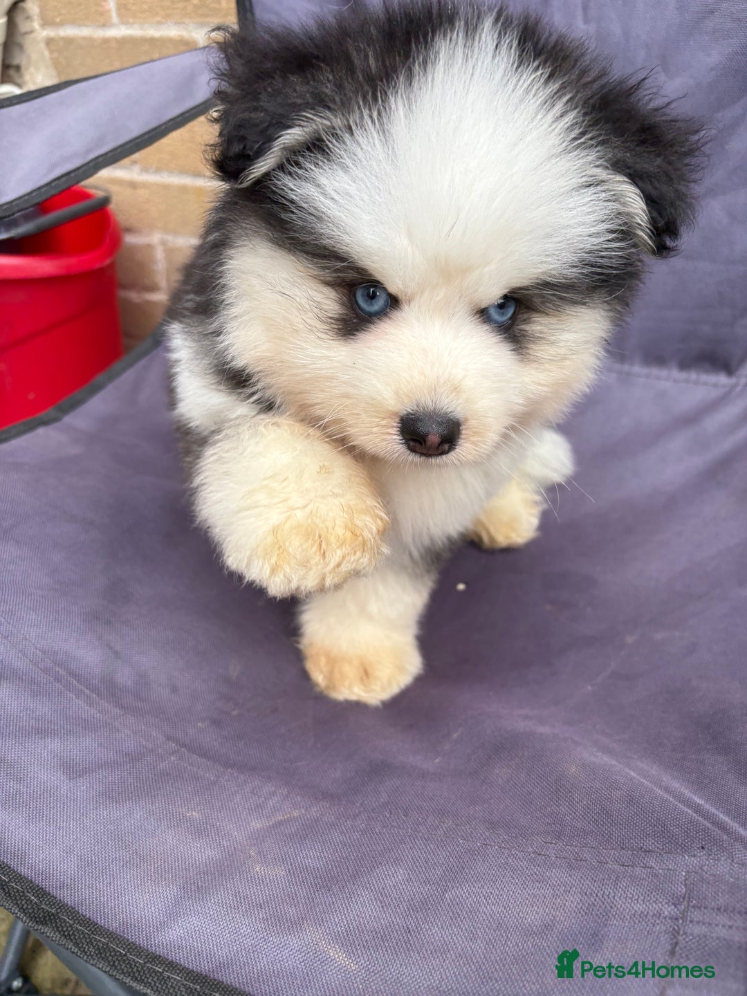 Pomsky dogs for sale: Champion bloodline f4 pomskys - Image 1