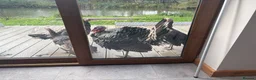 Turkeys poultry for sale: Norfolk Bronze Turkeys–Breeding Group-Stag & 3 Hen - Advert 3
