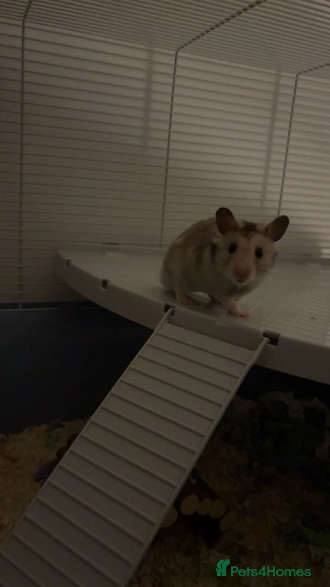 Hamster rodents for sale: Syrian hamster with cage in Coventry - Advert 1