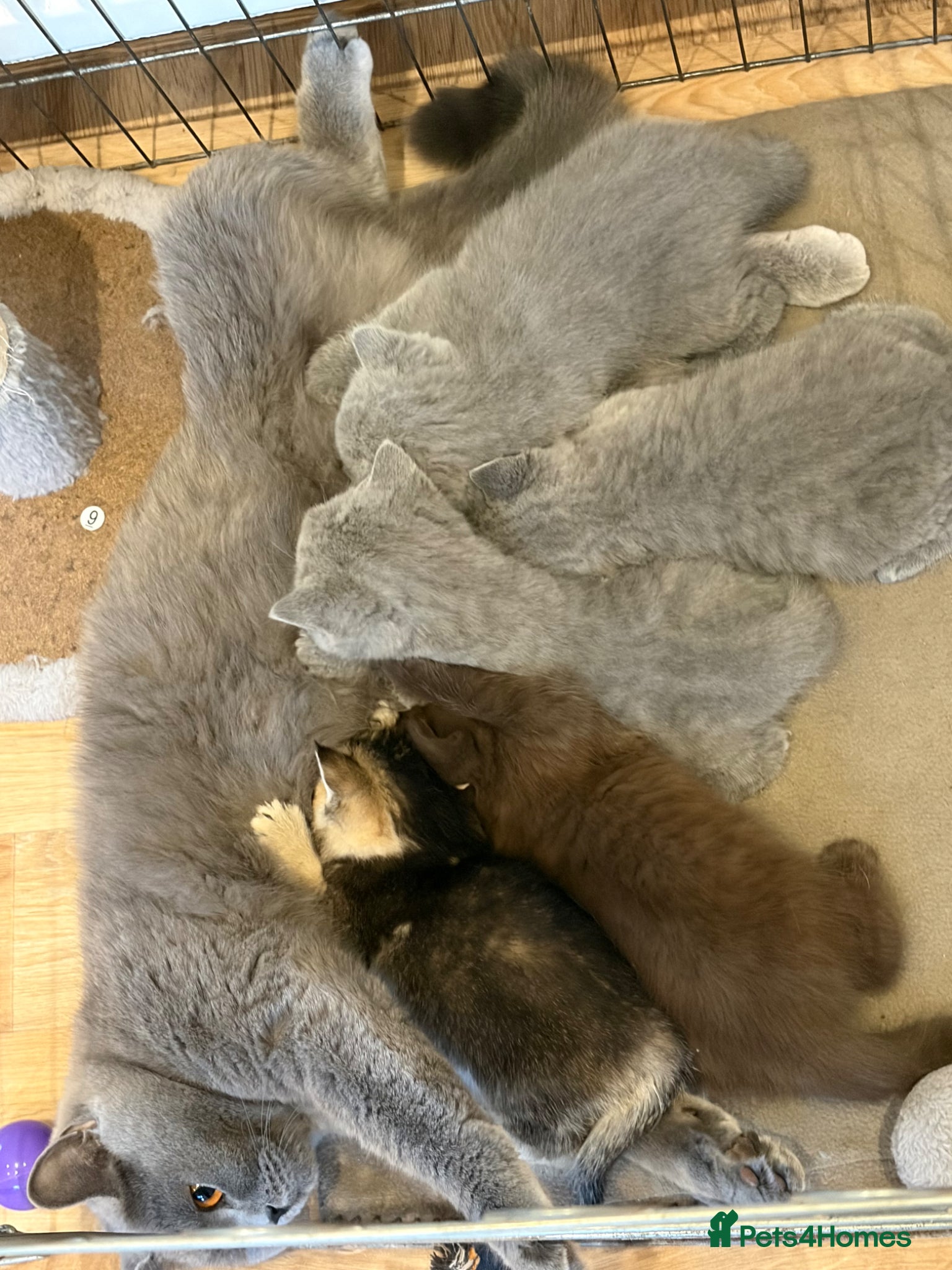 British Shorthair cats Pure Pedigree Golden Tabby NY21 British Shorthair - Advert 2