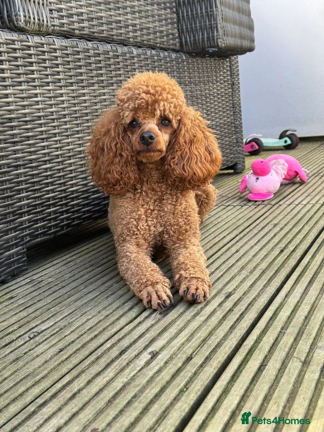 Toy Poodle dogs for stud: Teddy Fox red Proven Toy Poodle for STUD in Bexleyheath - Advert 2