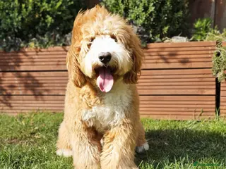 Labradoodle dogs Stunning Miniature Labradoodles Licensed - Advert 1