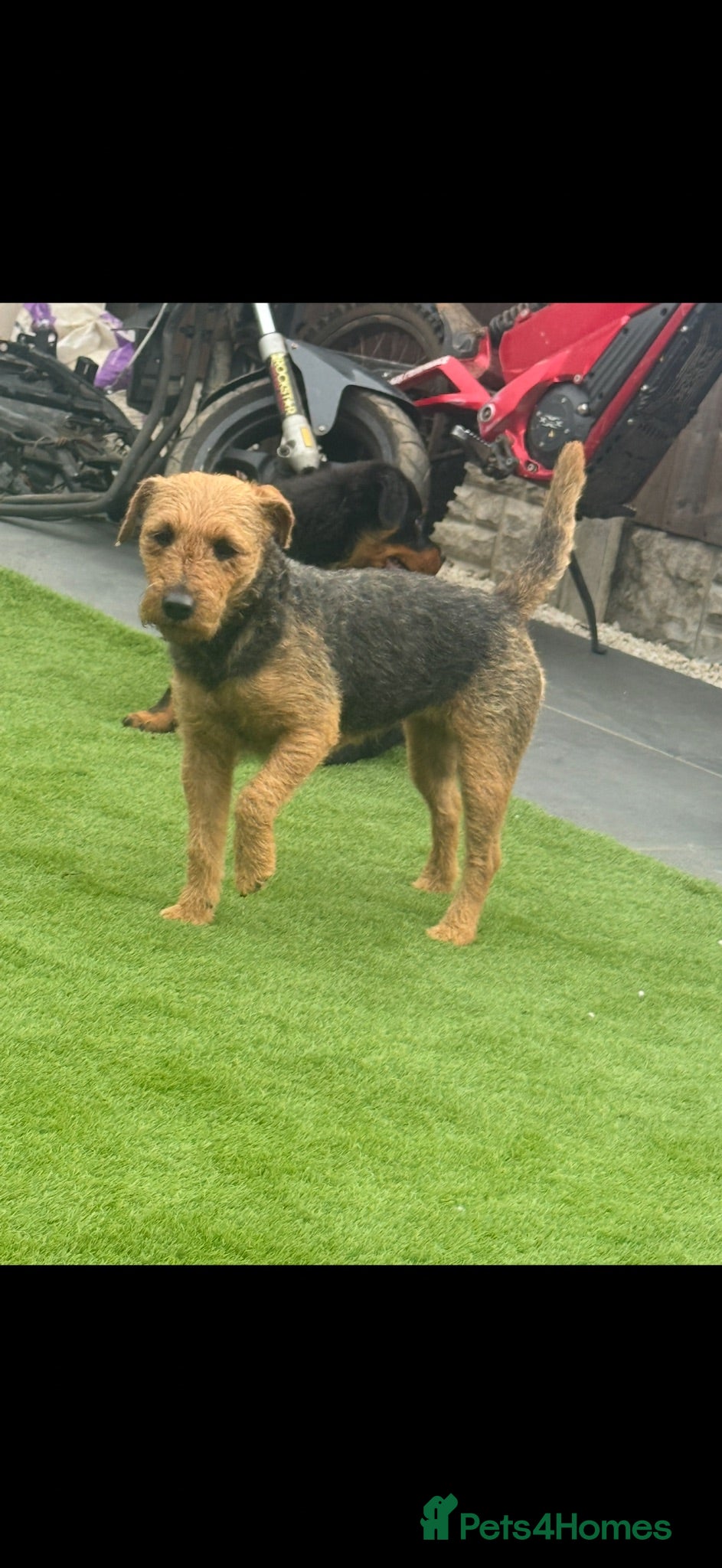 Lakeland Terrier dogs 4 lakeland puppies for sale  - Advert 2