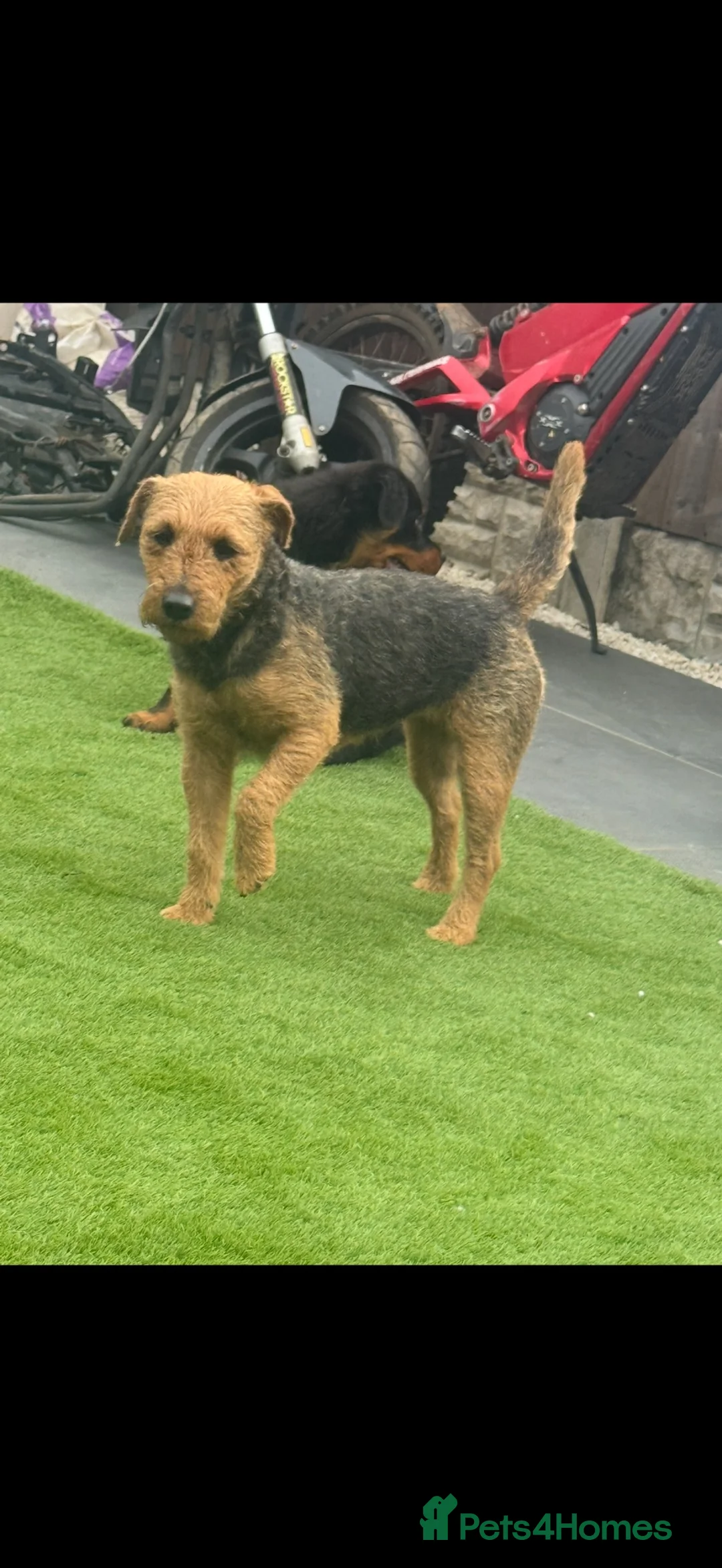 Lakeland Terrier dogs for sale: 4 lakeland puppies for sale  - Advert 2