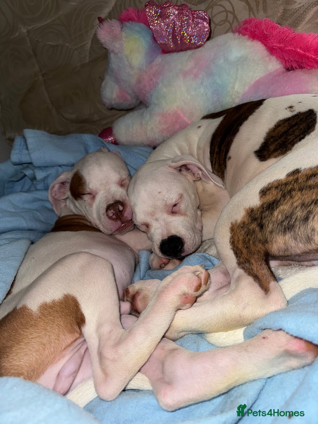 American Bull Staffy dogs for sale: American bulldog Pups - Image 5
