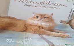British Longhair cats for sale: British Longhair older kitten for sale  - Image 4