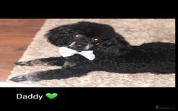 Cavapoo dogs for sale: Beautiful F1 cavapoos phantom 3 girls left 💜💖❤️ - Image 29