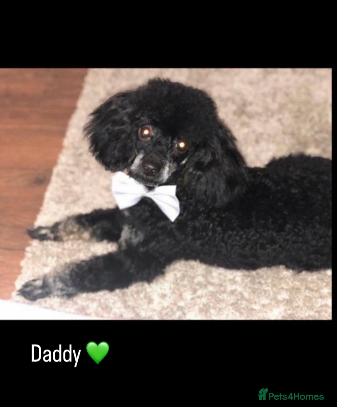 Cavapoo dogs for sale: Beautiful F1 cavapoos phantom 3 girls left 💜💖❤️ - Image 29