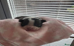 Boston Terrier dogs for sale: Stunning Boston terrier puppies - Image 1