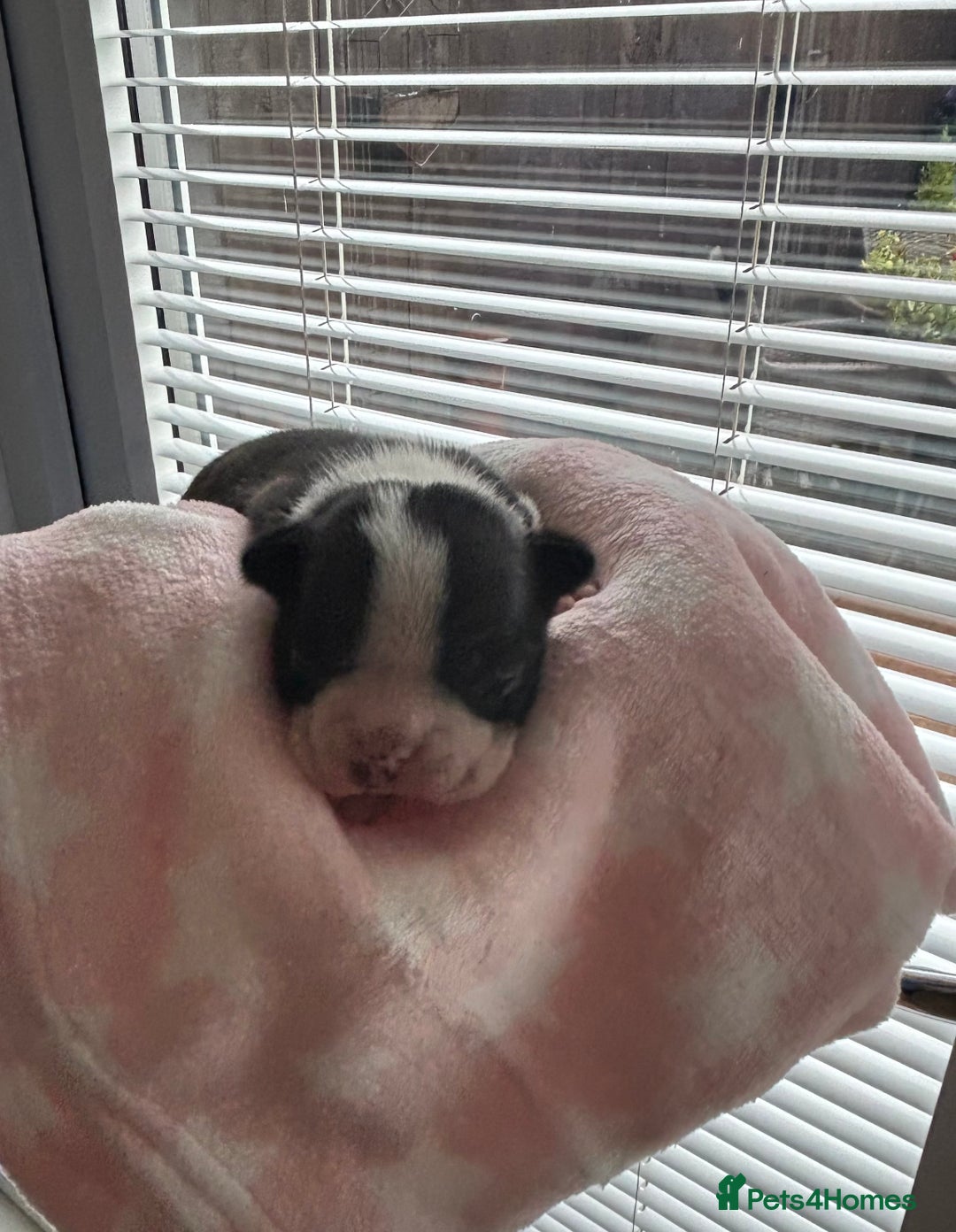 Boston Terrier dogs for sale: Stunning Boston terrier puppies - Image 1