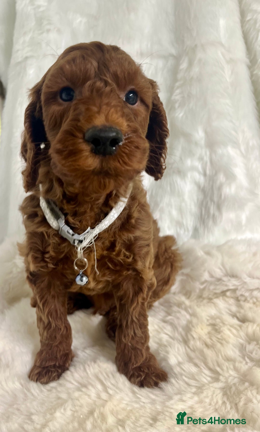 Goldendoodle dogs for sale: Outstanding quality fully tested Goldendoodle pups - Advert 13