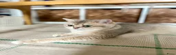 British Shorthair cats for sale: TICA BSH golden shaded boy and girl - Advert 9