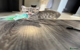 British Shorthair cats for sale: BSH kitten classic & chinchilla bloodline - Image 31