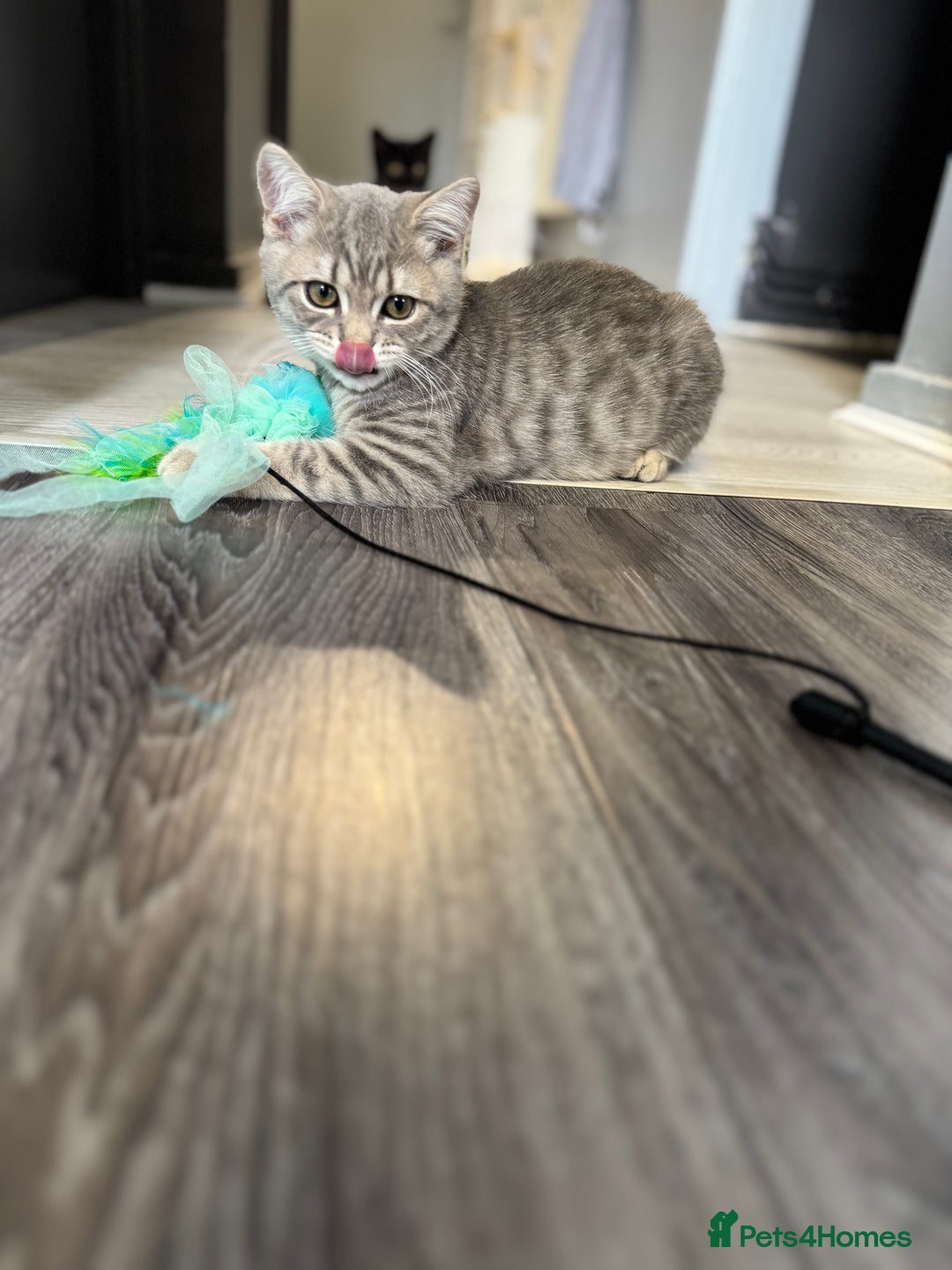 British Shorthair cats for sale: BSH kitten classic & chinchilla bloodline - Image 31