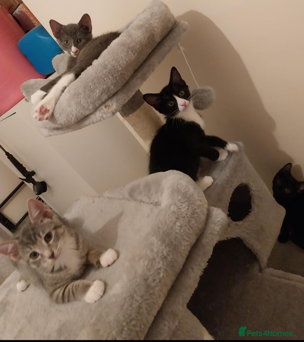 Mixed Breed cats Playful kittens looking for loving home - Advert 2