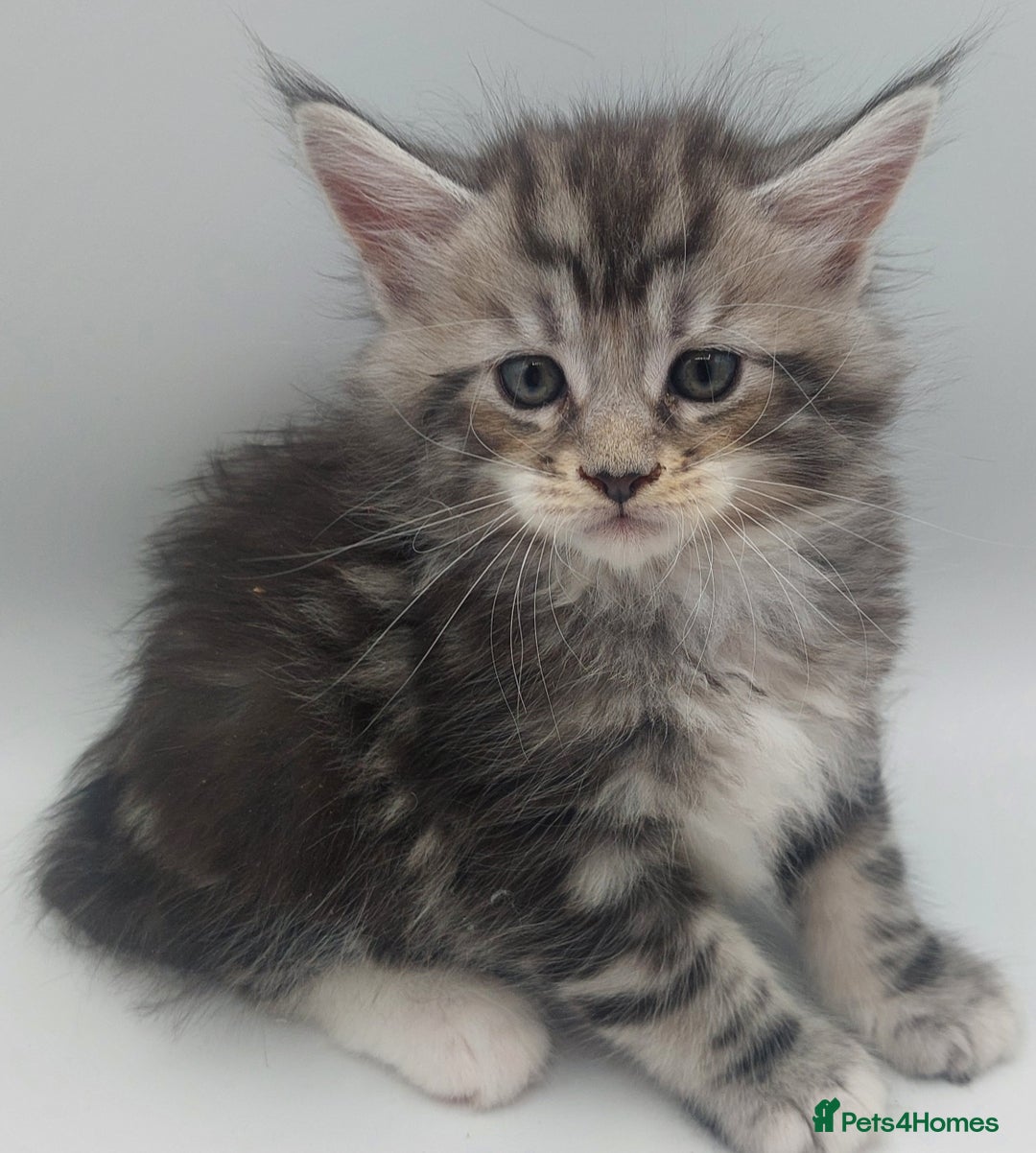 Maine Coon cats for sale: Full pedigree Maine coon  - Image 2