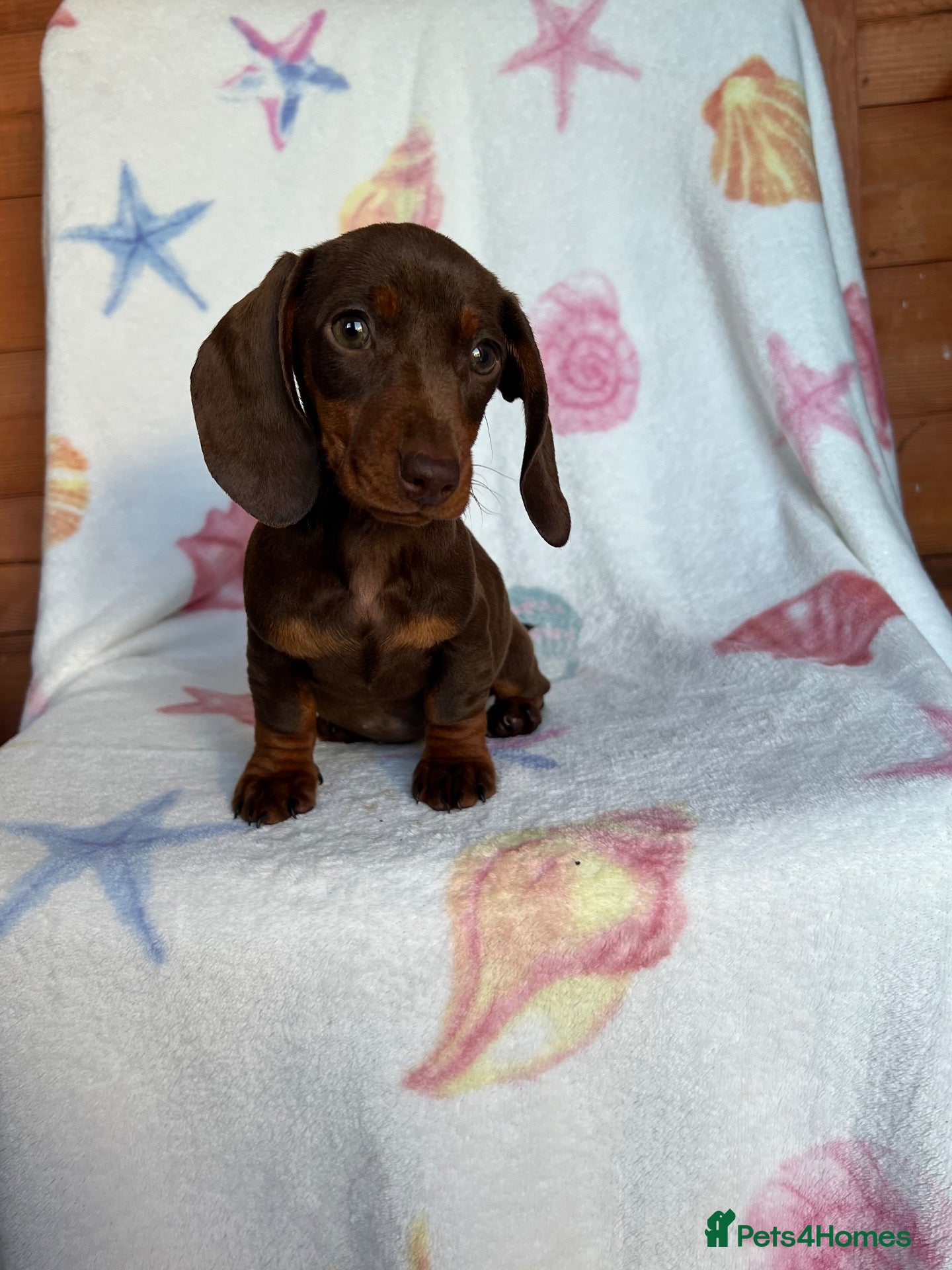 Miniature Dachshund dogs Minuture dachshund ready to leave - Advert 1