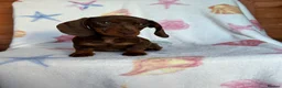 Miniature Dachshund dogs for sale: Minuture dachshund ready to leave - Advert 1