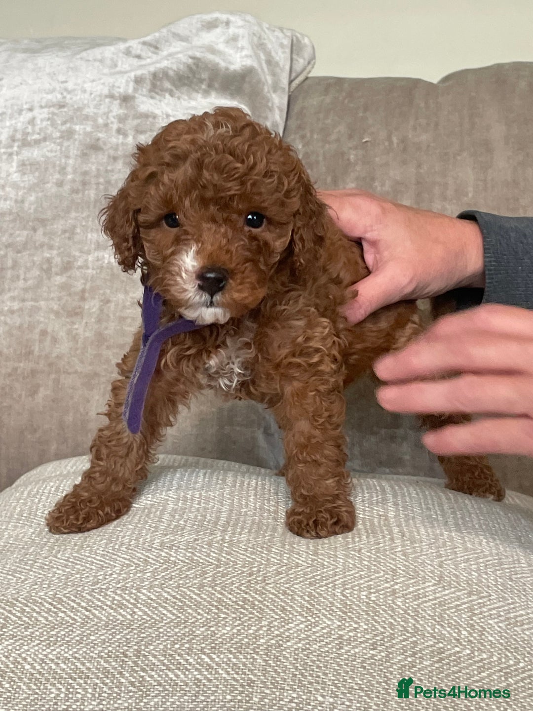 Cavapoo dogs for sale: F1b Cavapoos - Image 12