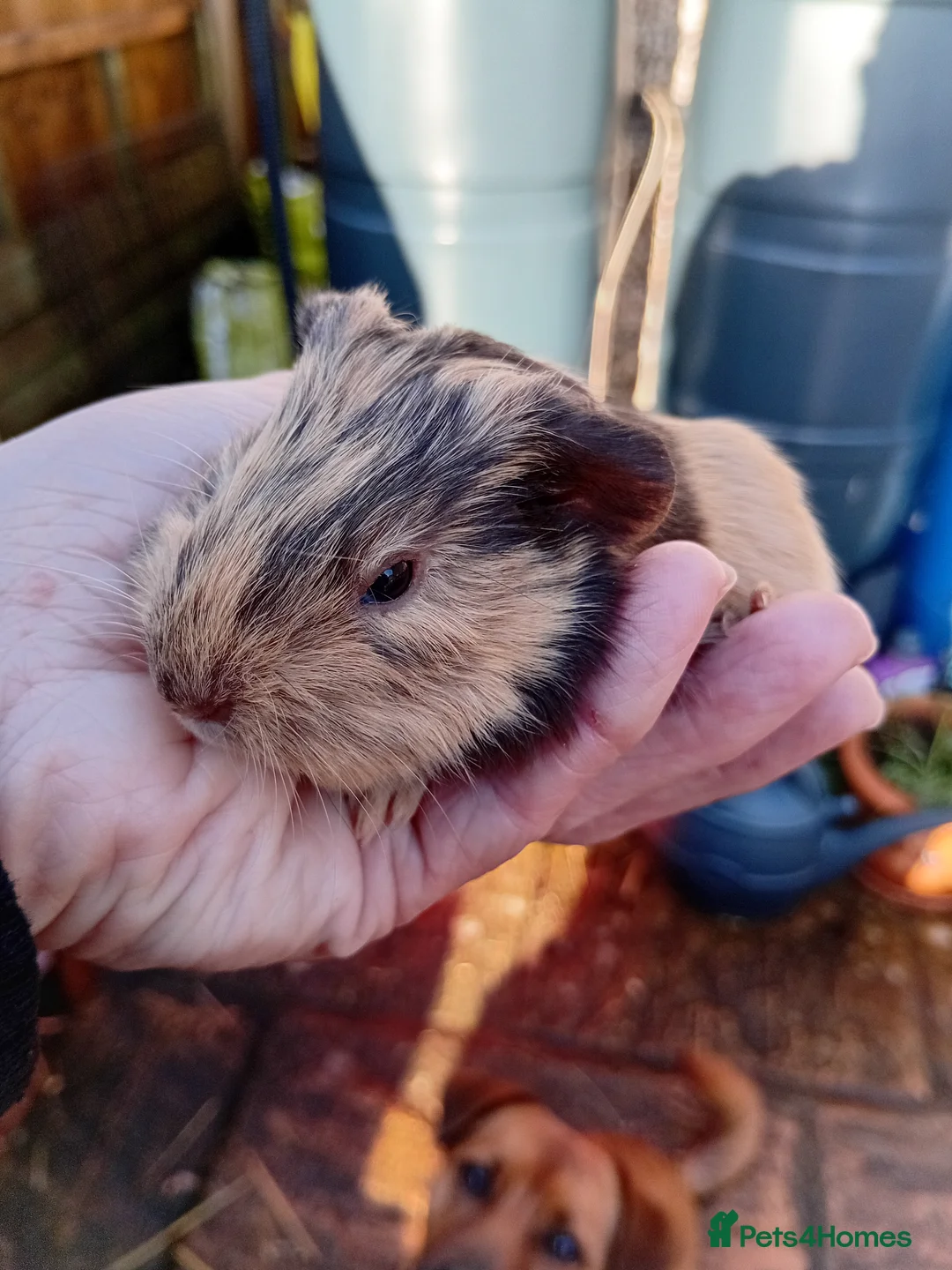 Guinea Pig rodents for sale: Baby guinea pigs  - Advert 3