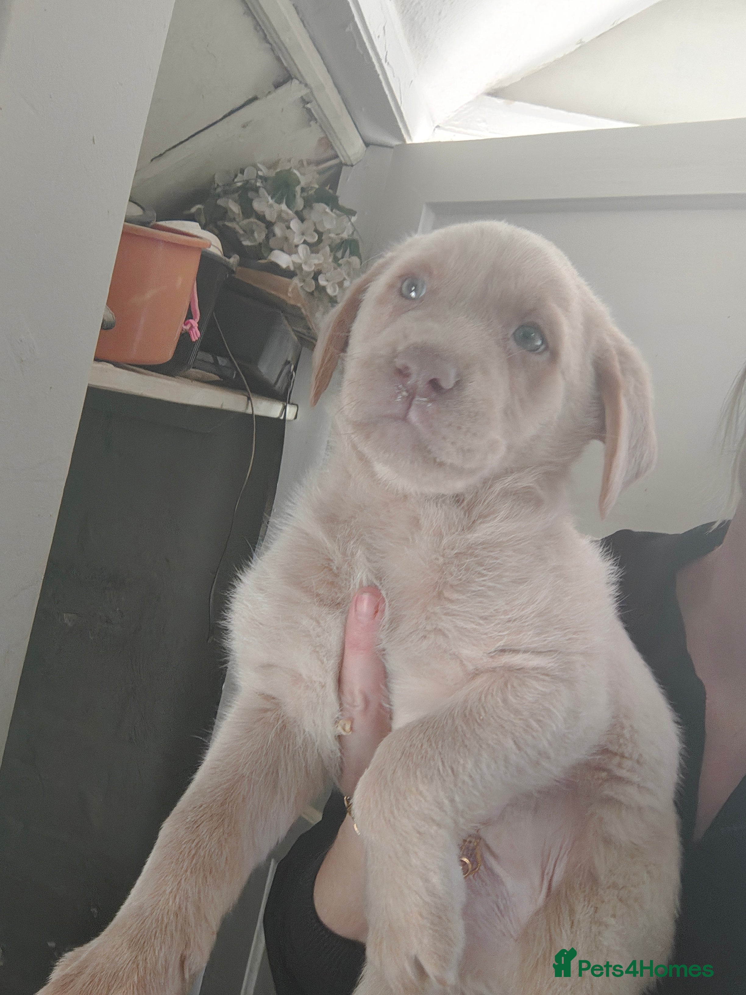 Labrador Retriever dogs READY NOW last cream girl Labrador - Advert 1