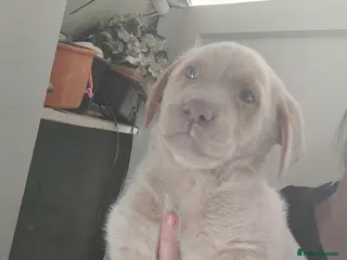 Labrador Retriever dogs READY NOW last cream girl Labrador - Advert 1