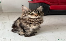 Maine Coon cats for sale: Purebred Maine Coon Kitten 2 FEMALES - Image 14