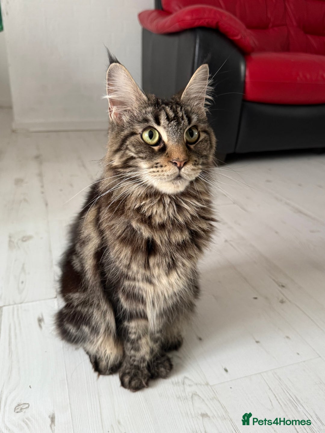 Maine Coon cats for sale: Purebred Maine Coon Kitten 2 FEMALES - Image 14