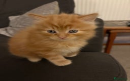 Mixed Breed cats for sale: Quarter Persian kittens  - Image 8