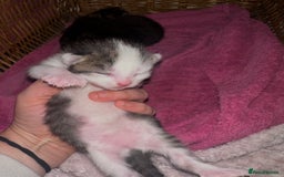 Mixed Breed cats for sale: Kittens looking for forever loving homes - Image 2