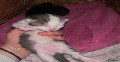 Mixed Breed cats - Advert 6