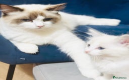 Ragdoll cats for sale: GCCF RAGDOLLS  - Image 4