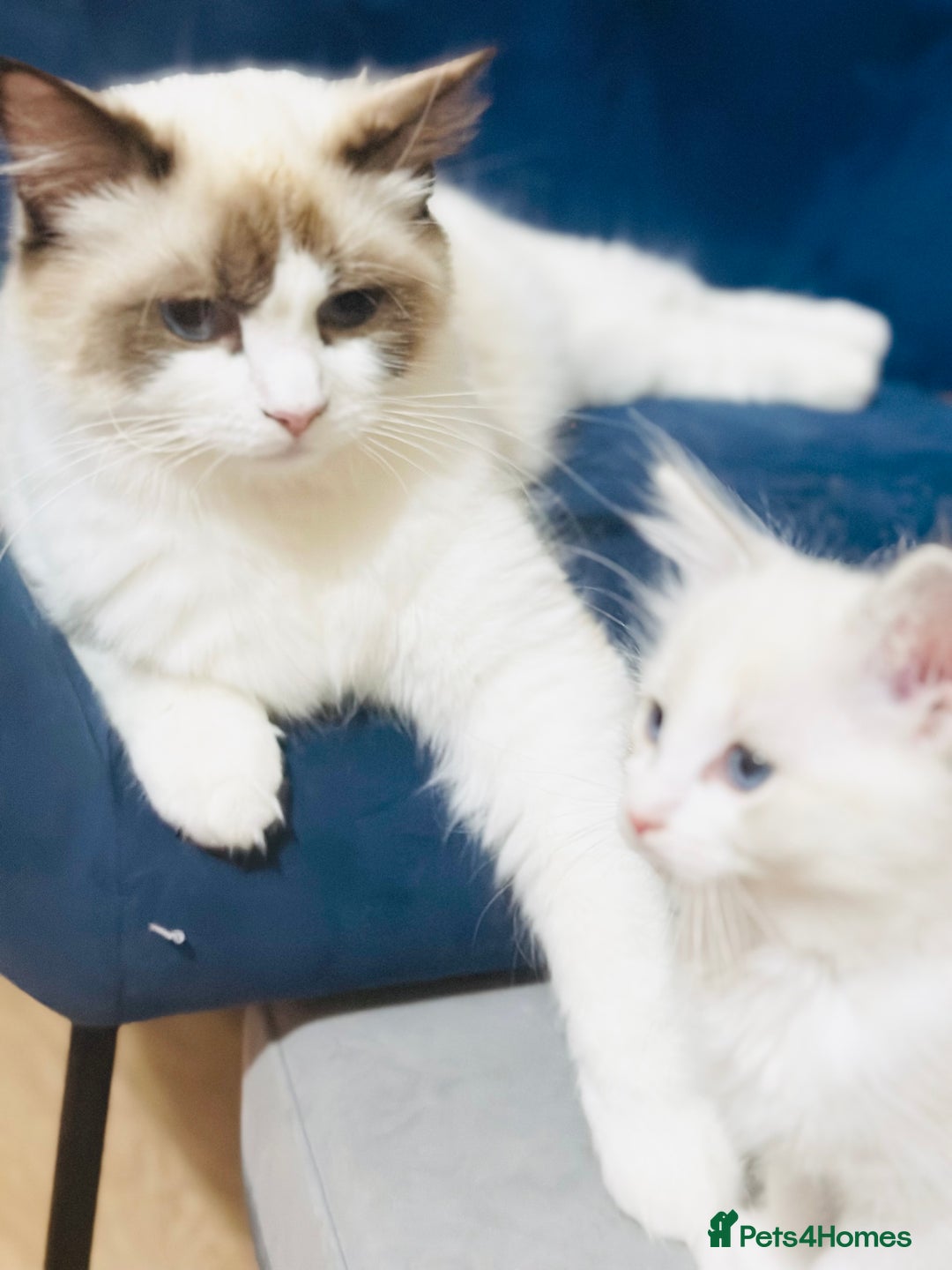 Ragdoll cats for sale: GCCF RAGDOLLS  - Image 4