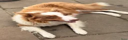 Border Collie dogs for sale: BEAUTIFUL BC PUPS, HEALTH TESTED CLEAR PARENTS  - Advert 15