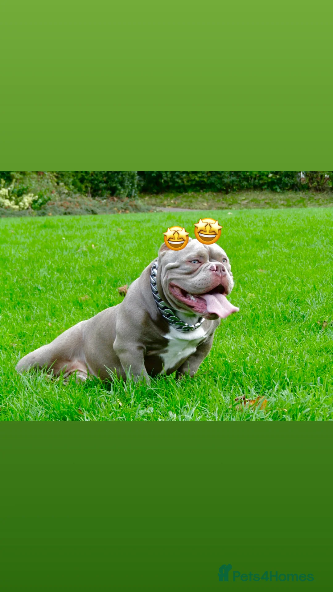 American Bully dogs for stud: Micro exotic open for stud  in Wirral - Advert 6